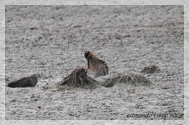 Beccaccino e una domanda